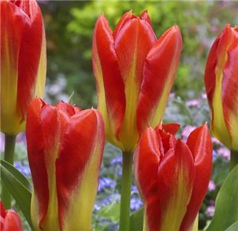 [135320] Tulipe Candela * 10 pc cal.11/12