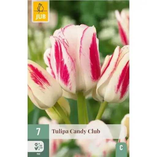 [135192] Tulipe Candy Club * 7 pc cal.11/12