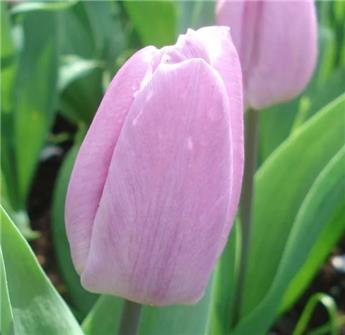 [143862] Tulipe Candy Prince * 10 pc cal.11/12