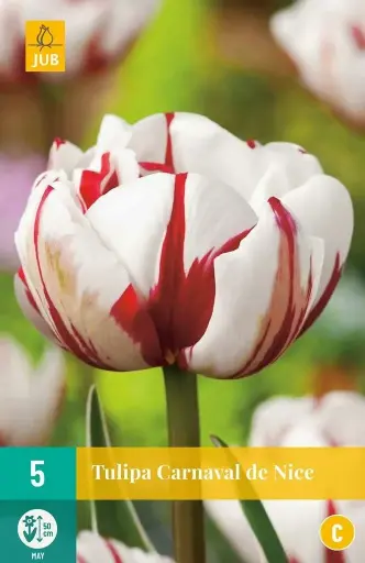 [127471] Tulipe Carnaval de Nice * 7 pc cal.11/12