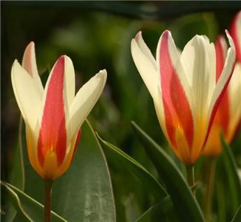 [127463] Tulipe clusiana Cynthia * 10 pc cal.6/+ ** Botanique **