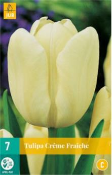 [140019] Tulipe Creme Fraiche * 7 pc cal.11/12