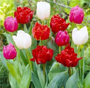 [135283] Tulipe double hâtif double early mix * 10 pc cal.11/12