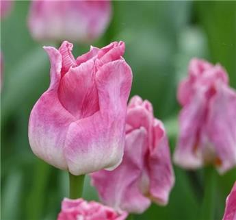 [131087] Tulipe Dynasty * 10 pc cal.11/12