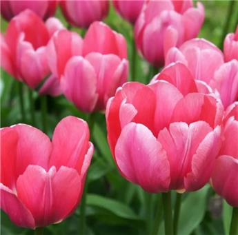 [130783] Tulipe Impression Pink * 10 pc cal.11/12