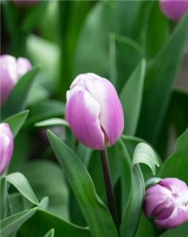 [130902] Tulipe Librije * 7 pc cal.11/12