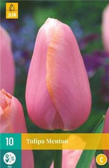 [130907] Tulipe Menton * 10 pc cal.11/12