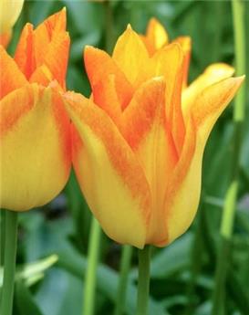[141952] Tulipe Moonblush * 7 pc cal.11/12