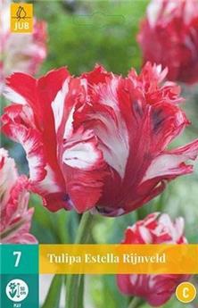 [130916] Tulipe parrot Estella Rijnveld * 7 pc cal.11/12