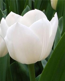 [143850] Tulipe Royal Virgin * 7 pc cal.11/12