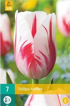 [130908] Tulipe Sorbet * 7 pc cal.11/12
