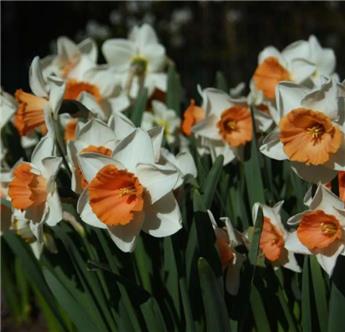 [140251] Narcisse Chromacolor * 5 pc cal.12/14