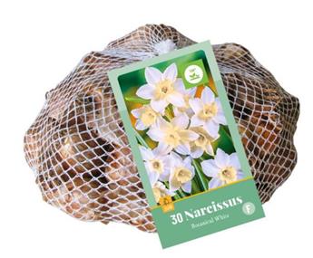 [145209] Narcisse Botanique Blanc * 30 pc cal. 10/12  ** Jonquille sauvage ***
