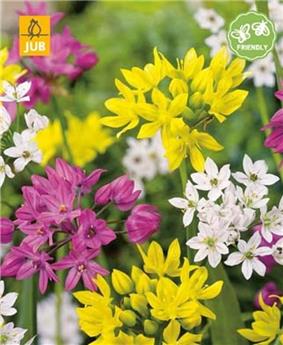 [145133] Allium nain Varié * 25 pc 16/18 * NEW 2024
