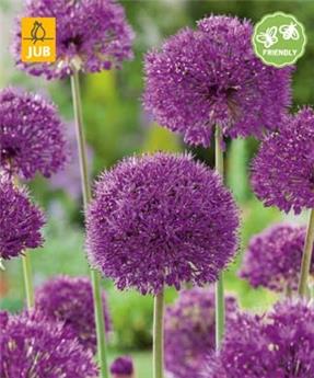 [130746] Allium Purple Sensation * 5 pc cal.12/14