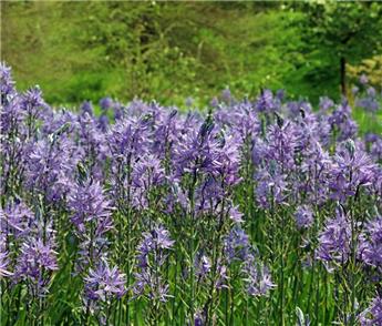 [143841] Camassia cusickii * 2 pc cal.14/+