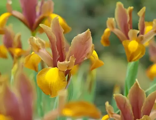 [135407] Iris hollandica Autumn Princess * 10 pc cal.7/8