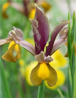 [135407] Iris hollandica Autumn Princess * 10 pc cal.7/8