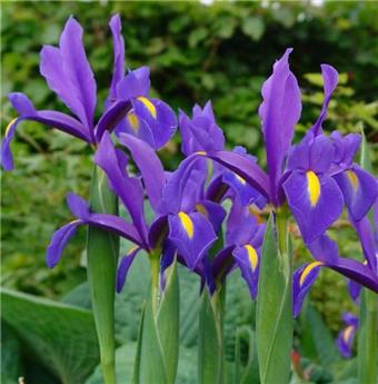 [135410] Iris hollandica Blue * 25 pc cal.7/8