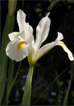 [135413] Iris hollandica White * 25 pc cal.7/8