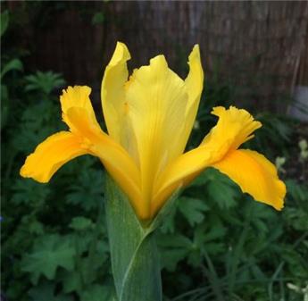 [135411] Iris hollandica Yellow * 25 pc cal.7/8