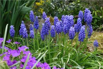 [130733] Muscari armeniacum * 20 pc cal.8/9