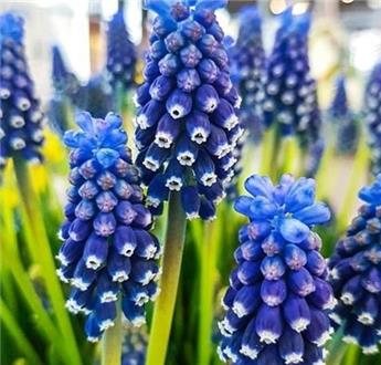 [135245] Muscari Night Eyes  * 10 pc cal.7/8