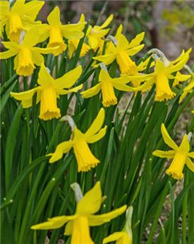 [130742] Narcisse February Gold * 5 pc cal.12/14  ** Jonquille des bois - Botanique **
