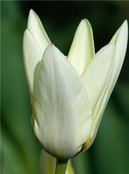 [137952] Tulipe Concerto * 7 pc cal.11/12