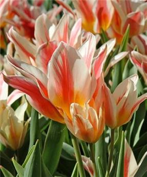 [140029] Tulipe Quebec * 7 pc cal.11/12