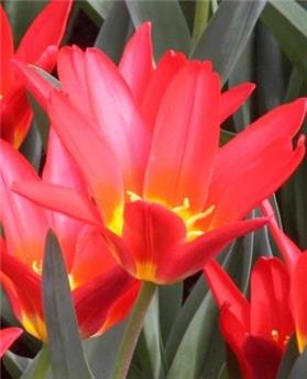 [141960] Tulipe Scarlet Baby * 7 pc cal.11/12