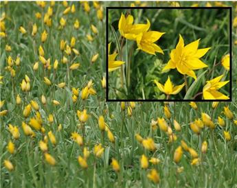 [141937] Tulipe sylvestris * 7 pc cal.5/6 ** Botanique **