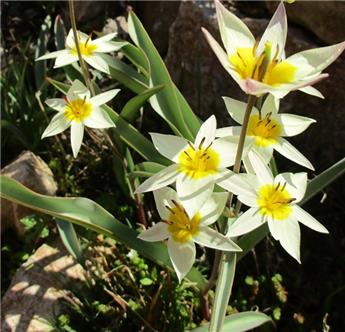 [135251] Tulipe turkestanica * 10 pc cal.6/+ ** Botanique **
