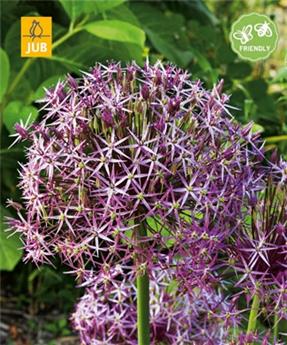 [130931] Allium christophii * 3 pc cal.12/14 ** Ail de Perse **