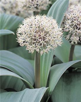 [130883] Allium karataviense * 5 pc cal.12/14