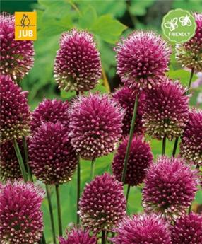 [135472] Allium sphaerocephalon * 25 pc cal.5/6 ** Mellifère **