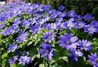 [130724] Anemone blanda Blue Shades * 15 pc cal.5/+