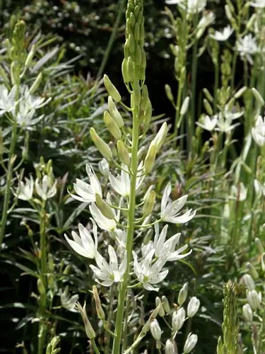 [130739] Camassia leichtlinii Alba * 2 pc cal.14/+