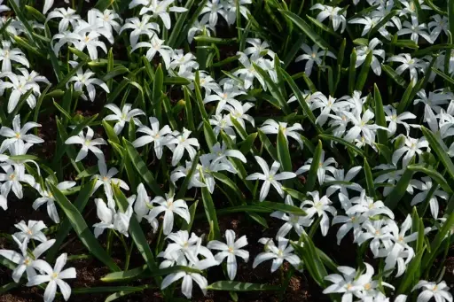 [130741] Chionodoxa luciliae alba * 20 pc cal.5/+
