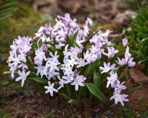 [130887] Chionodoxa Pink Giant * 15 pc cal.5/6