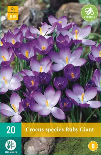 [130722] Crocus Ruby Giant * 20 pc cal.5/+