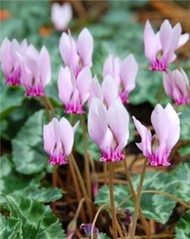 [135226] Cyclamen hederifolium * 2 pc cal.13/15