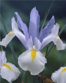 [135409] Iris hollandica Silvery Beauty * 10 pc cal.7/8