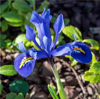 [130732] Iris reticulata Harmony * 15 pc cal.5/6