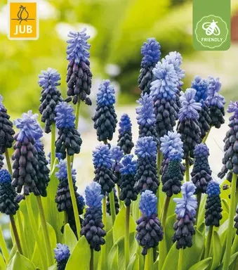 [130723] Muscari latifolium * 15 pc cal.6/+