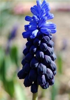 [130723] Muscari latifolium * 15 pc cal.6/+