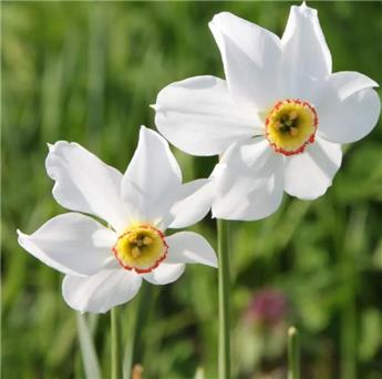 [130745] Narcisse poeticus Recurvus * 5 pc cal.12/14