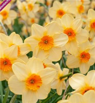 [108964] Narcisses Kedron * 5 pc ** Nain **