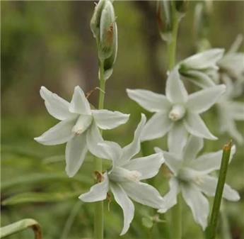 [127456] Ornithogalum nutans * 15 pc cal.6/+