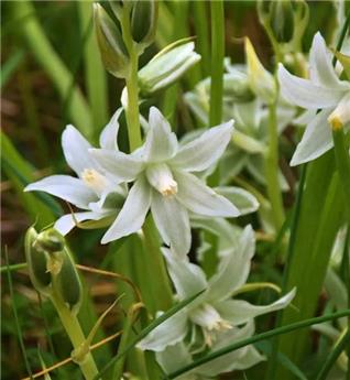 [127958] Scilla siberica Alba * 15 pc cal.7/8